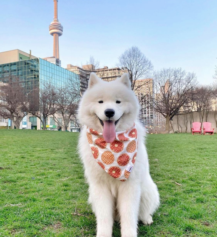 unique places to wear dog bandana