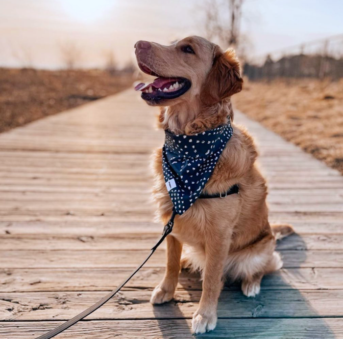 toronto dog friendly hikes