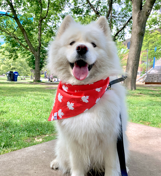 dog safety tips 