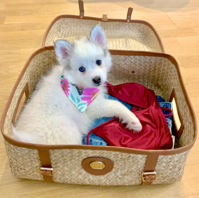 travelling with your dog doggos