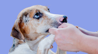 Earnest dog with paws in human hands looking up.