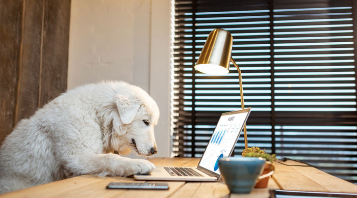 Dog pawing a laptop in an office space