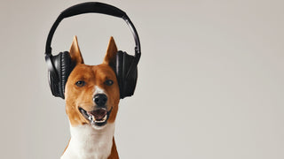 Dog wearing black headphones set on beige background.