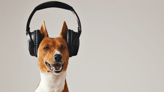 Dog wearing black headphones set on beige background.