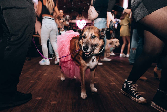 Dog wearing a pink tutu on a leash while attending the Doggos After Dark spring dog-friendly clubbing event in Toronto last spring. 