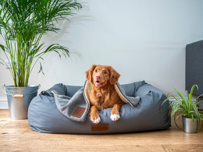 Pet Trends That Are Worth The Hype