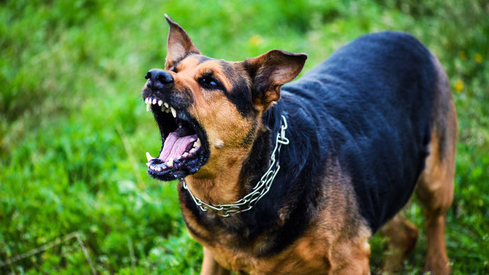 Angry German Shepherd with a metal prong collar in mid-bark