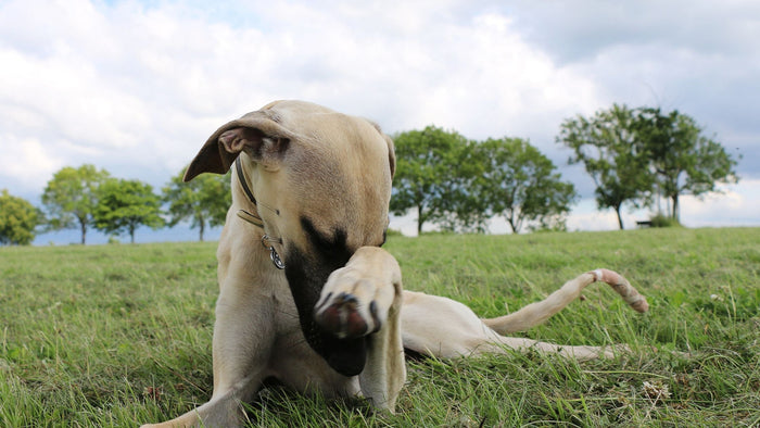 Dog lying on ground with one paw covering its eye and a tongue hanging out