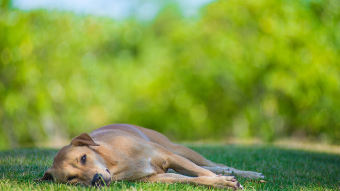 dog laying on grass